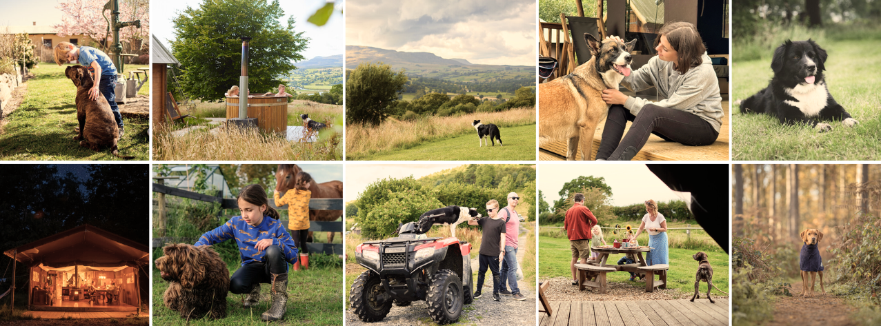 Mix de photos de chien avec leur famille a la campagne