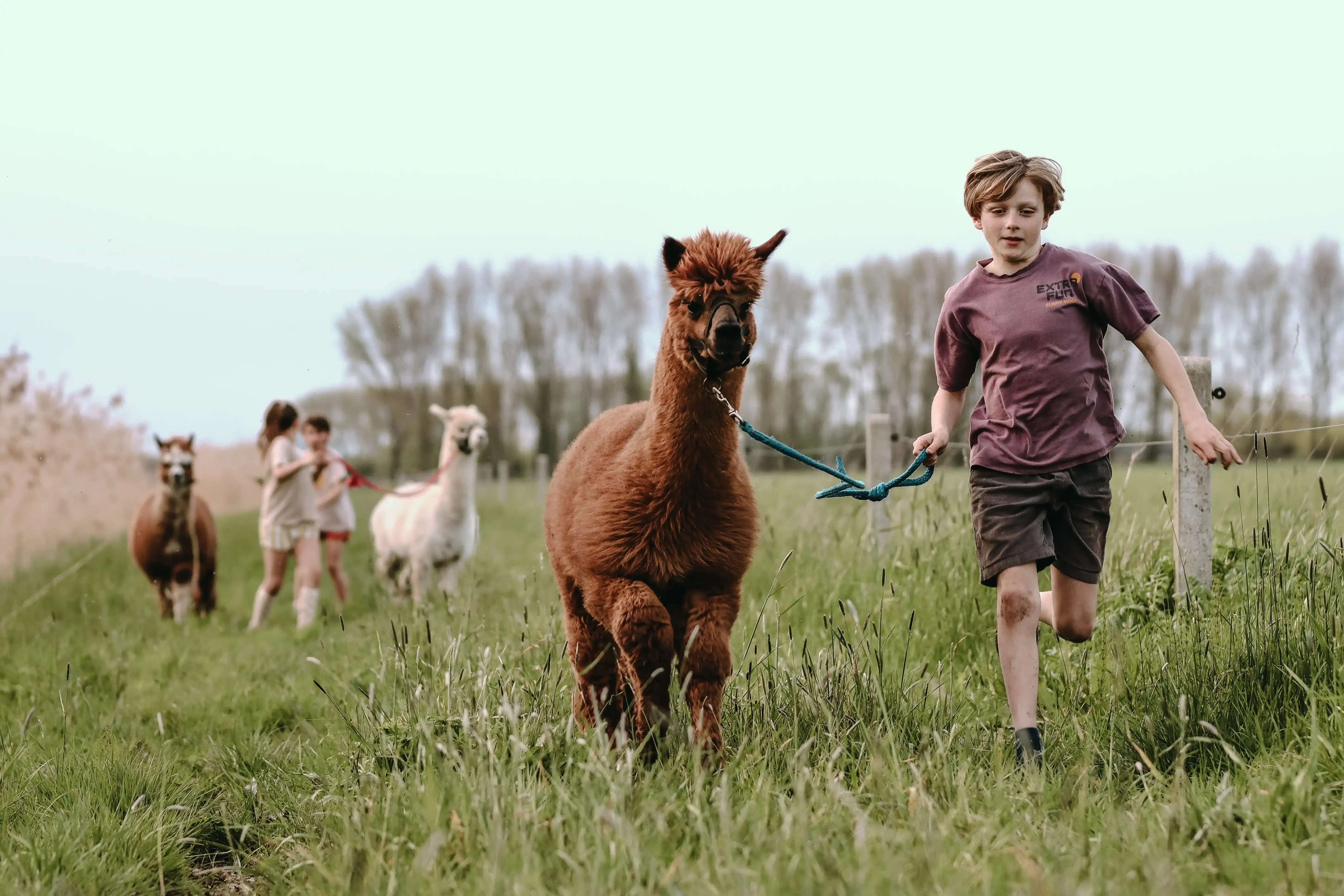 Enfants qui s'amusent a courir avec les alpagas de la ferme